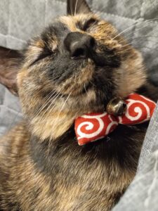 うちの猫のアップ