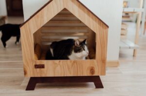 木の家の中で落ち着く猫