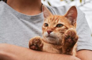 大切に抱き抱えられる茶トラの子猫