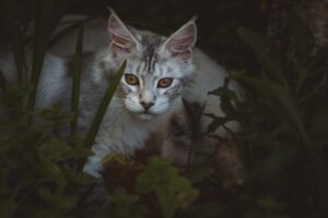 草陰に隠れる野性的な猫