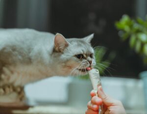 おやつに誘われる猫