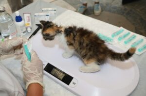 体重測定をする小さな子猫