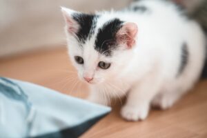 不思議そうにお皿を見つめる子猫