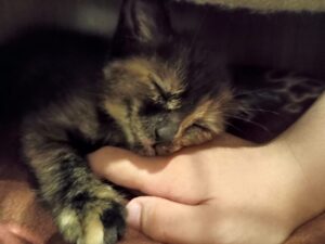 息子の手の上で眠るうちのサビ猫