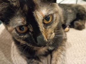 目のすわったうちの子猫