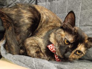 渋い顔のうちのサビ猫