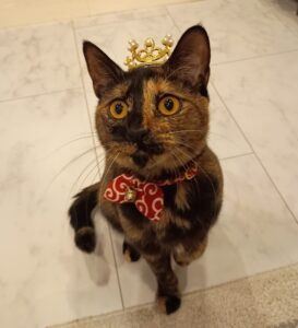 ティアラをつけてポーズをとるうちのサビ猫