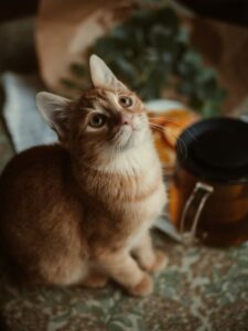 健康そうな茶トラの猫