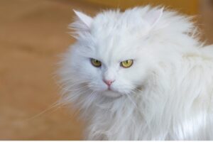 気の強そうな長毛の白猫