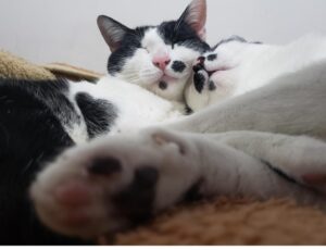 寄り添うなかよしの成猫