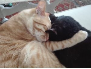 黒猫と茶トラ猫