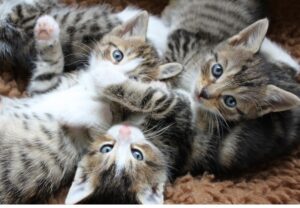 ３頭のシマ猫の子猫たち