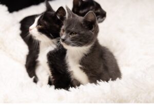 白黒猫の兄妹たち