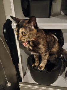 いたずらっこのところもあるサビ猫