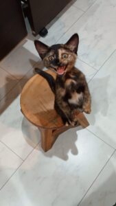 わが家のサビ猫は腹が三毛