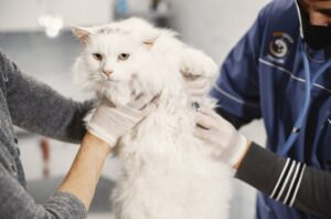 診察に困り顔の白猫