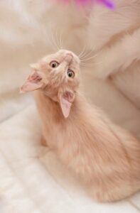 子猫の全身を捉えた写真