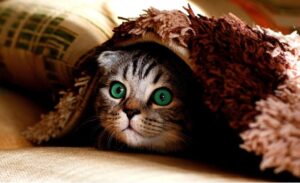 子猫が布団の中から興味津々に何かを見ている