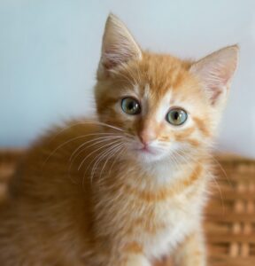 こちらを見ている２ヶ月齢くらいの子猫