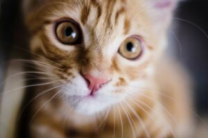 子猫から成猫へ成長する途中の、きかん坊そうな子猫のアップ