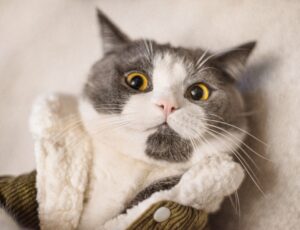 ぎょっとした顔の家猫