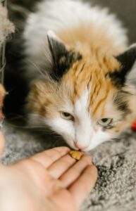 食欲がなさそうな猫