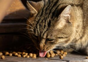 ドライフードをむさぼる成猫