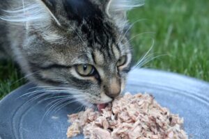 ウェットフードを食べる長毛猫