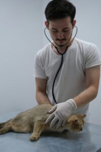 男性獣医師に聴診される猫