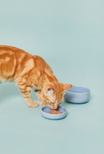 食事中の茶トラ猫