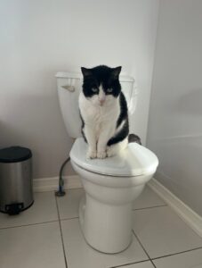 人用トイレに座る猫