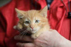 抱っこされるチャトラの子猫