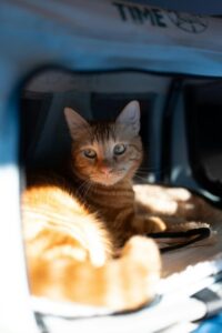 キャリーの中でくつろぐ茶トラの猫