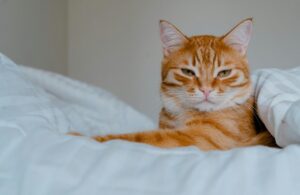 どっしりした茶トラのオス猫