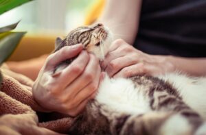 撫でられて気持ちよさそうな成猫