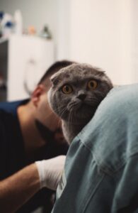 診察を受けるグレーの成猫