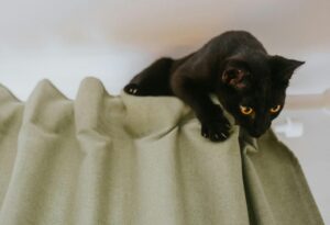 カーテンによじ登る黒猫