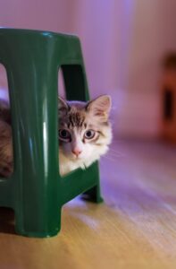 椅子の下に隠れる猫