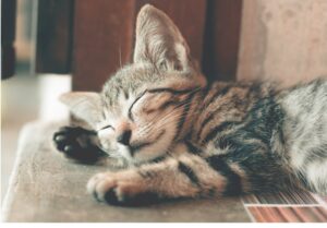 安心して眠る子猫