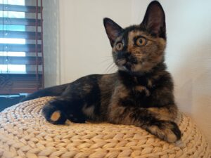 大人しく寝そべるうちのサビ猫