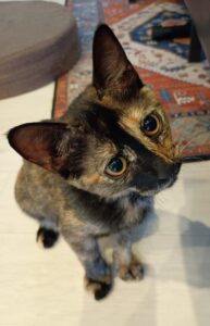 首を傾げるうちの猫