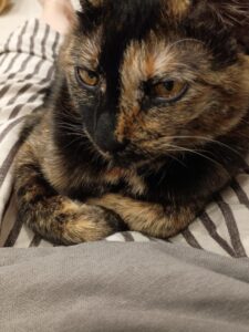 真剣に悩むうちの猫